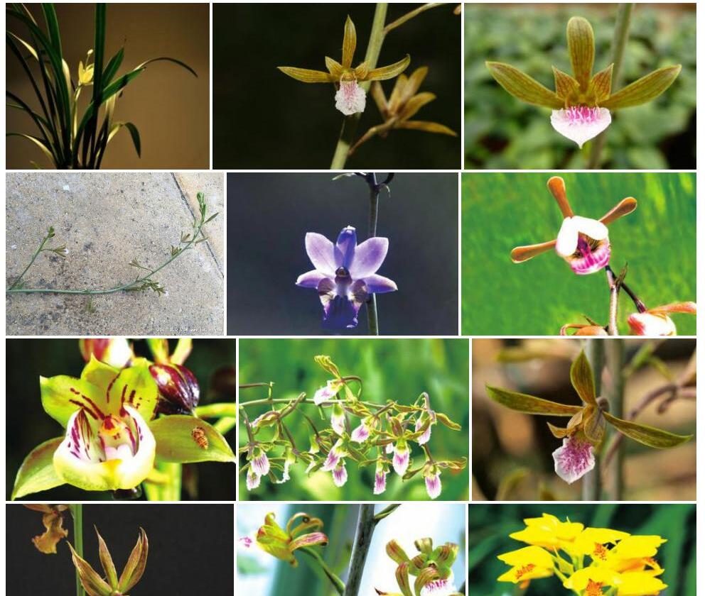 单花美冠兰照片和图片/
