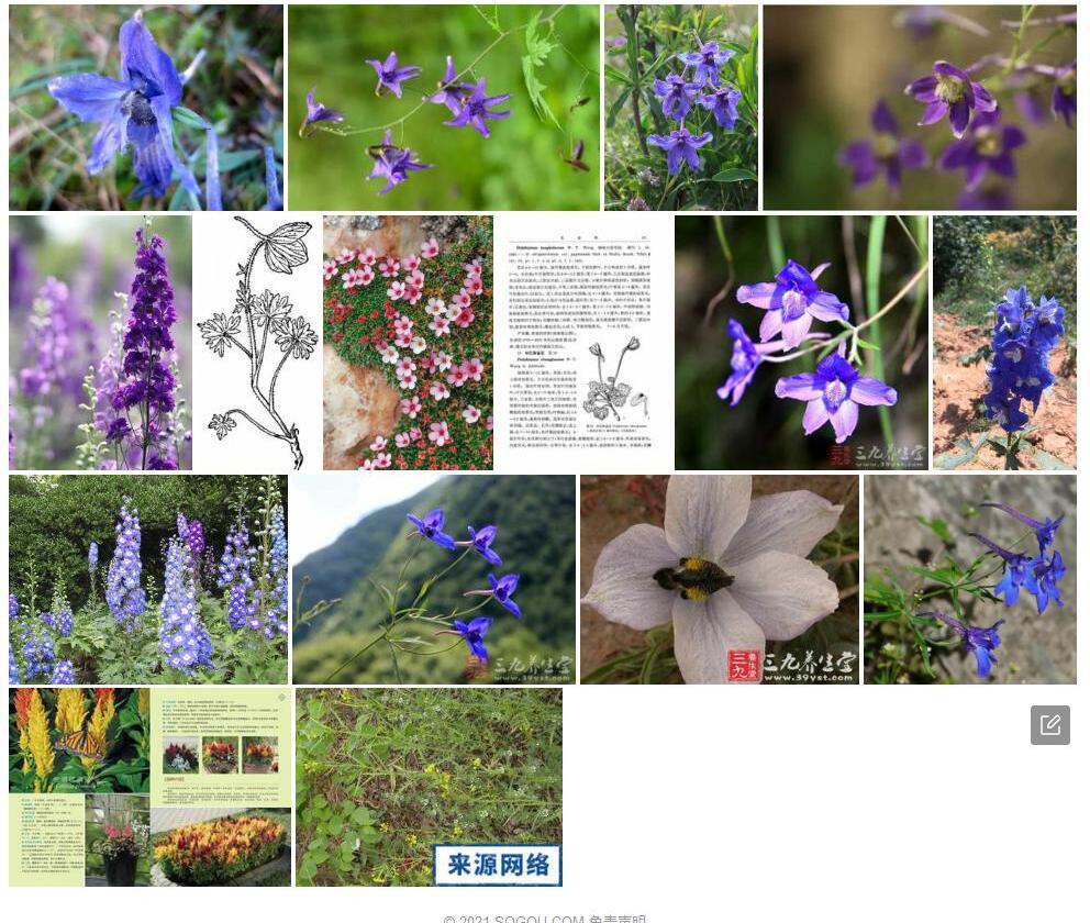 单花翠雀花照片和图片/