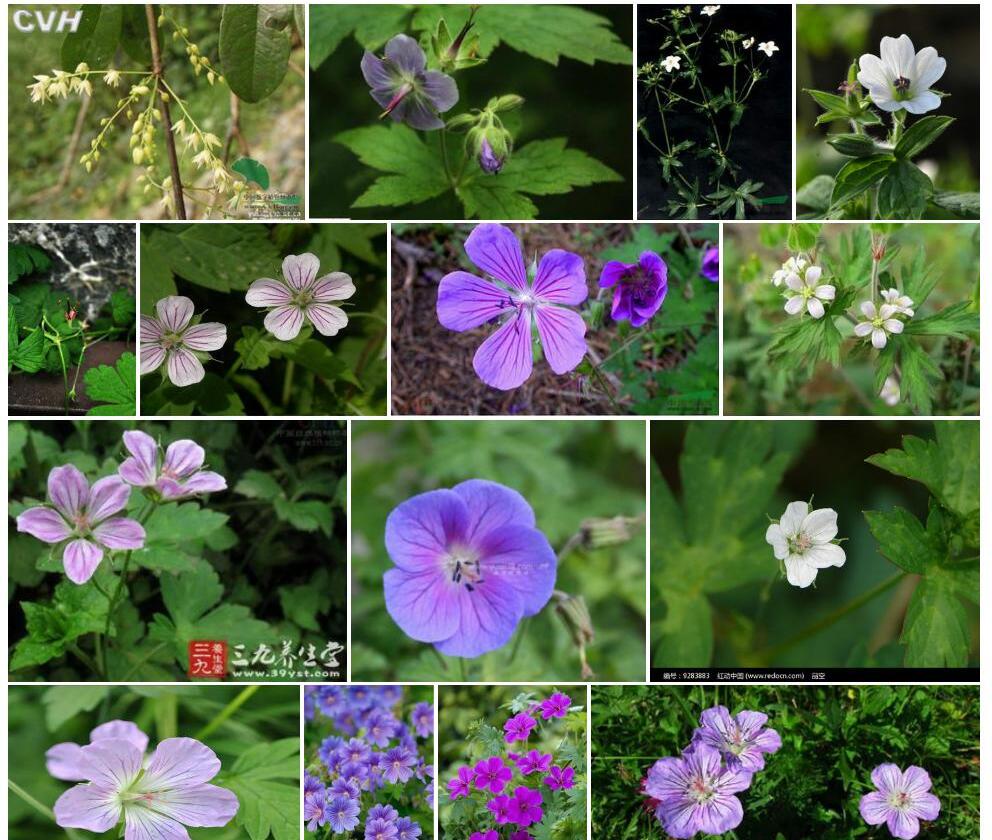 单花老鹳草照片和图片/