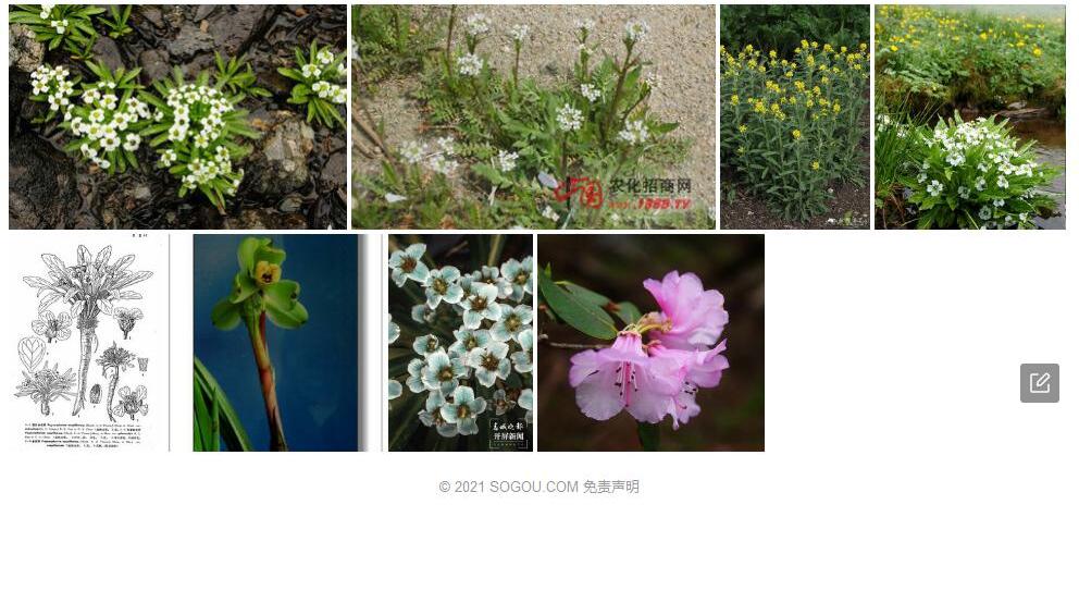 单花荠照片和图片/