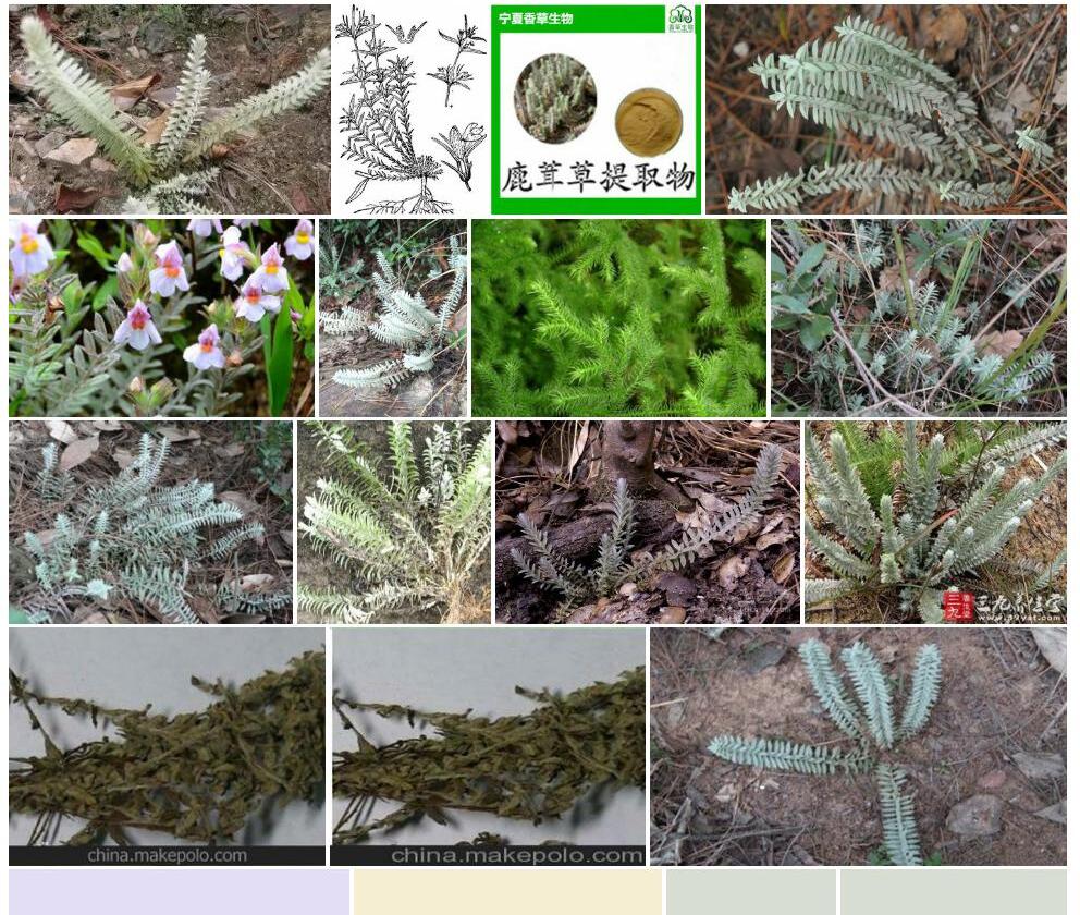 单花鹿茸草照片和图片/