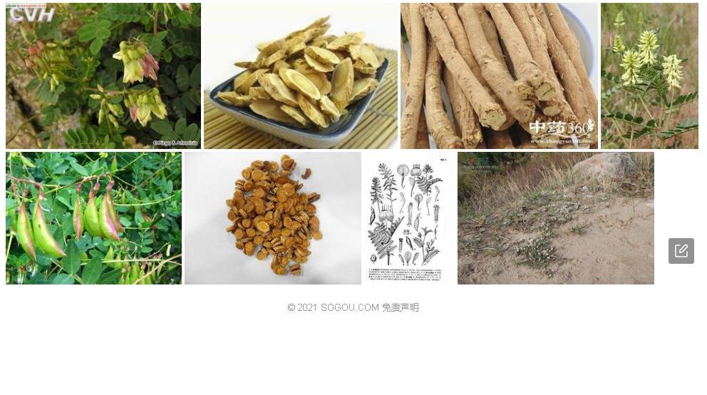 单蕊黄耆照片和图片/