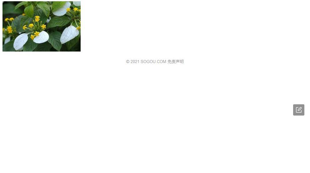 单裂玉叶金花照片和图片/