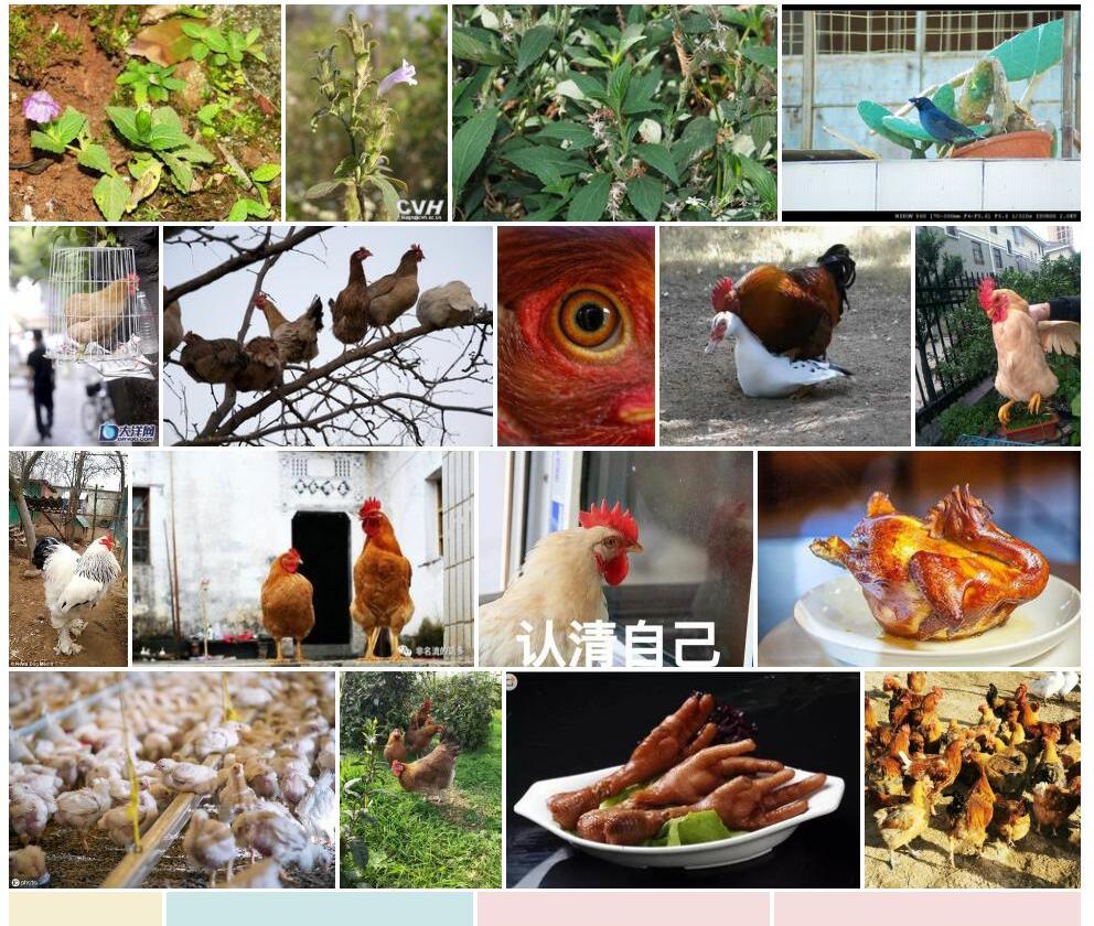 南一笼鸡照片和图片/