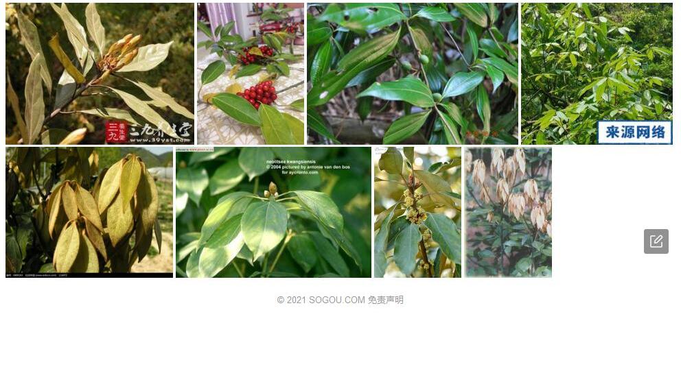 南亚新木姜子照片和图片/