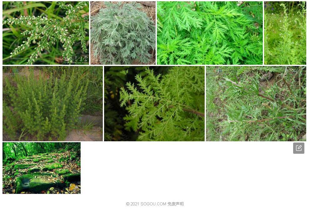 南亚蒿照片和图片/