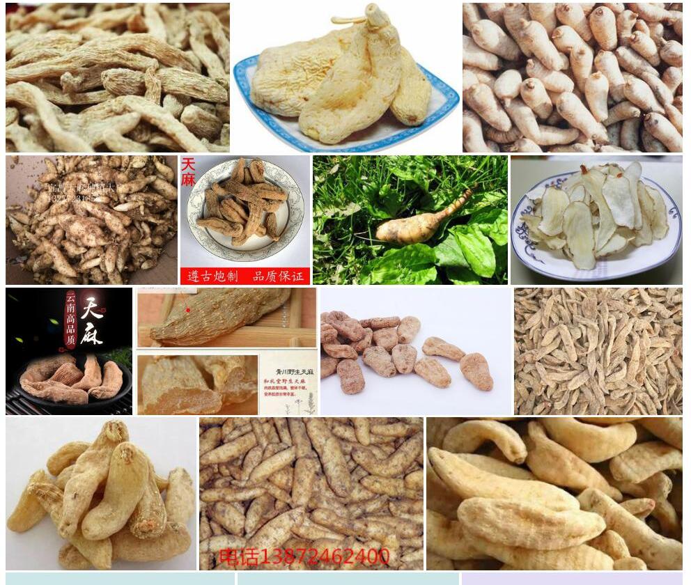 南天麻照片和图片/
