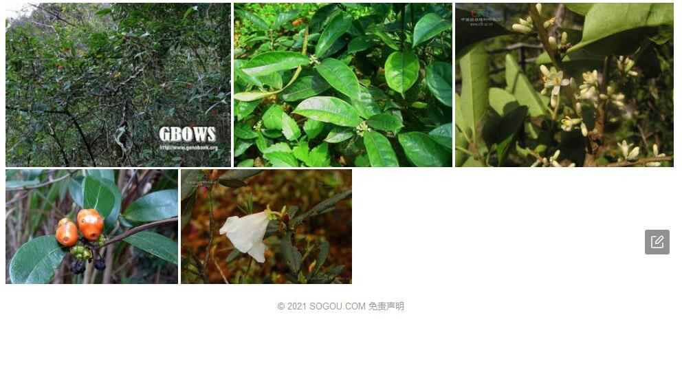 南岭鸡眼藤照片和图片/