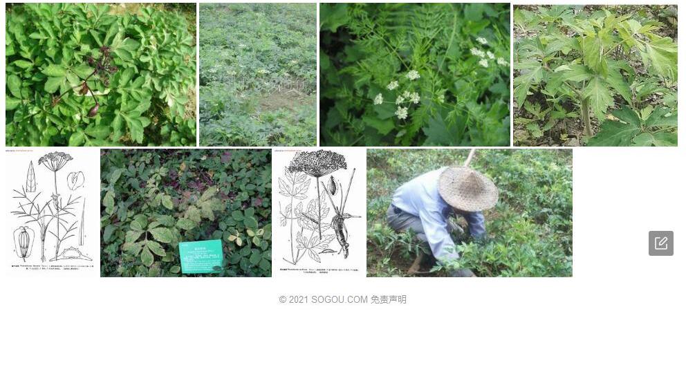 南川前胡照片和图片/
