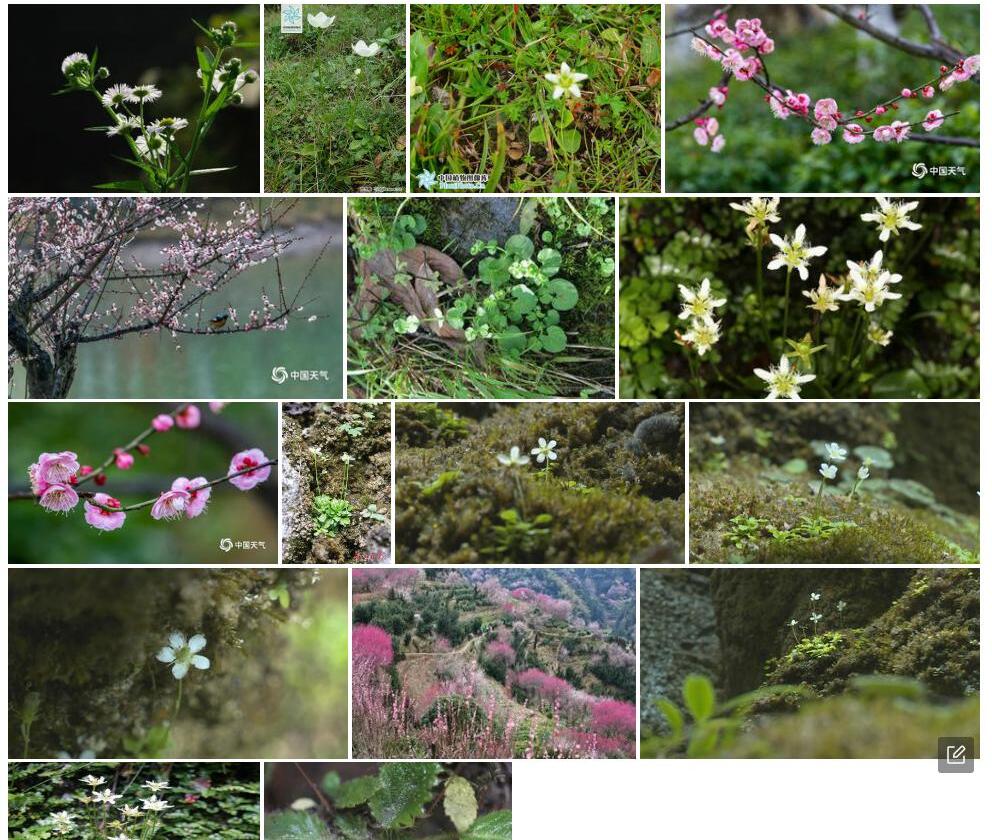 南川梅花草照片和图片/