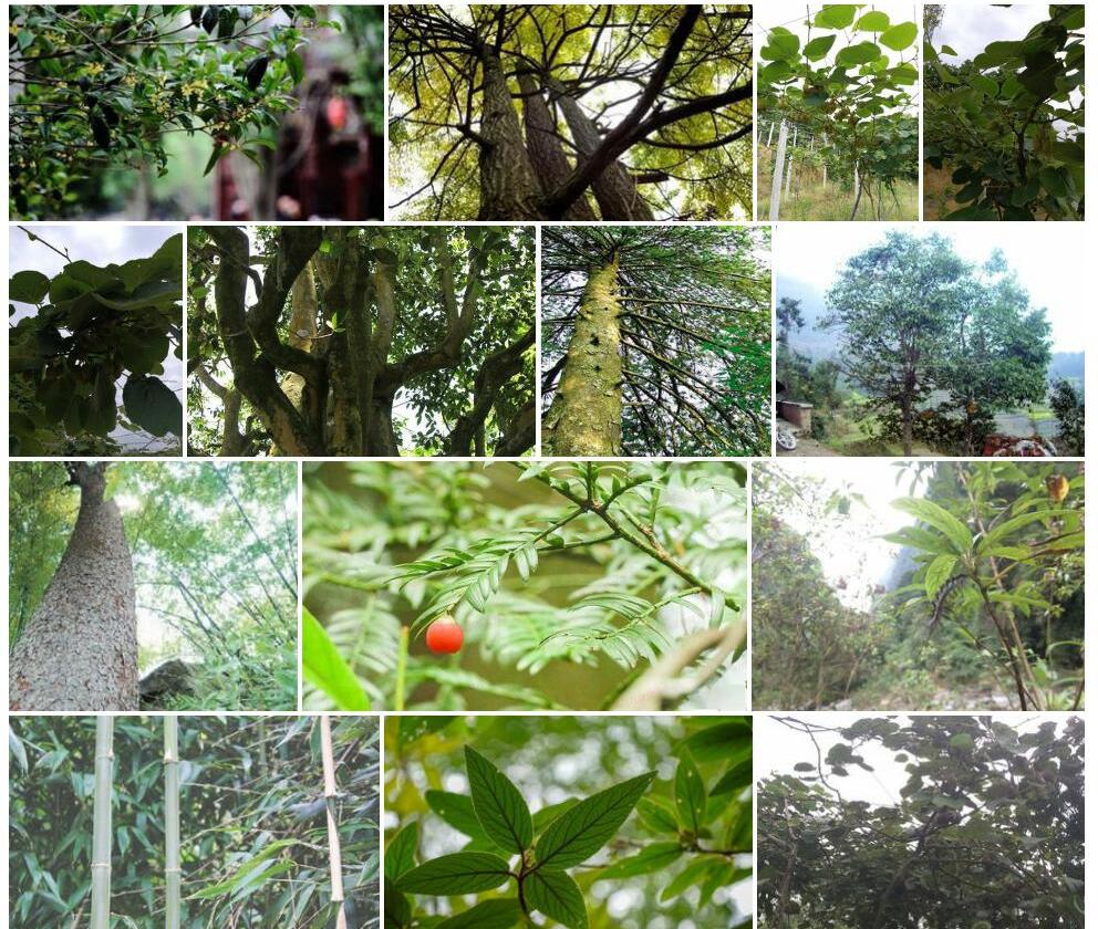南川椴照片和图片/