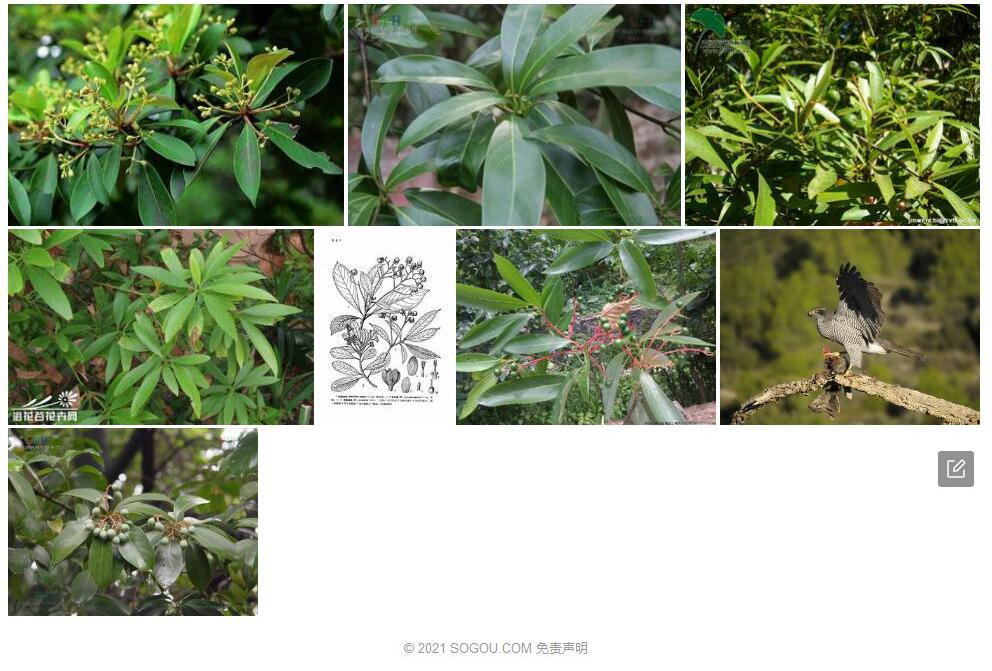 南川润楠照片和图片/