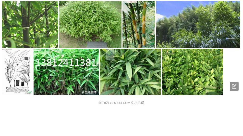 南平倭竹照片和图片/