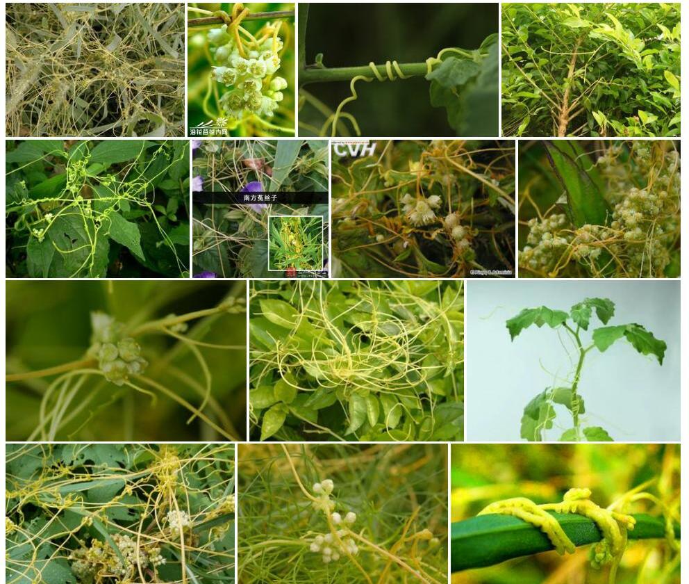 南方菟丝子照片和图片/