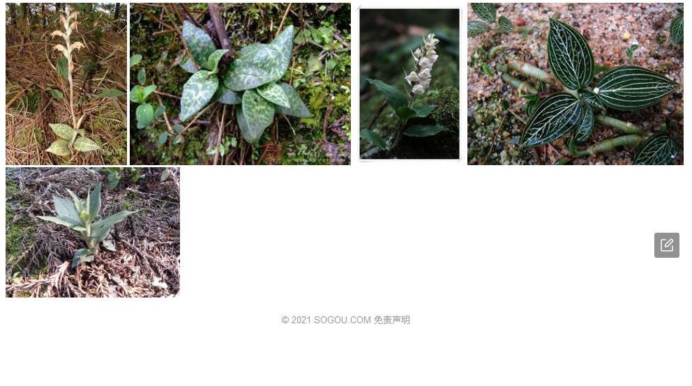 南湖斑叶兰照片和图片/