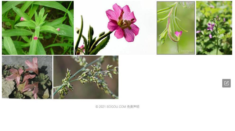 南湖柳叶菜照片和图片/