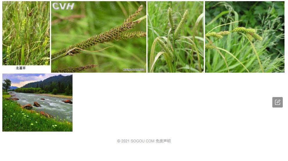 南疆薹草照片和图片/