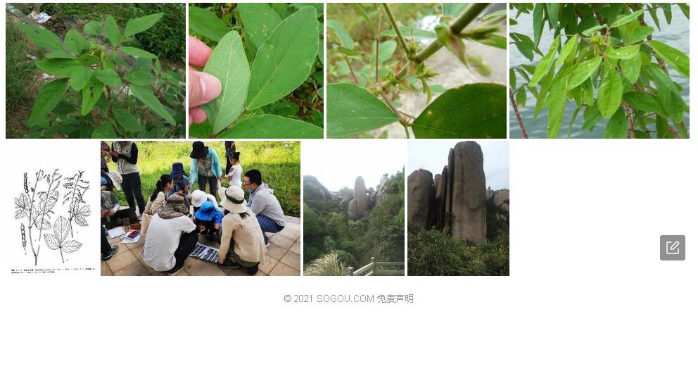 南美山蚂蝗照片和图片/