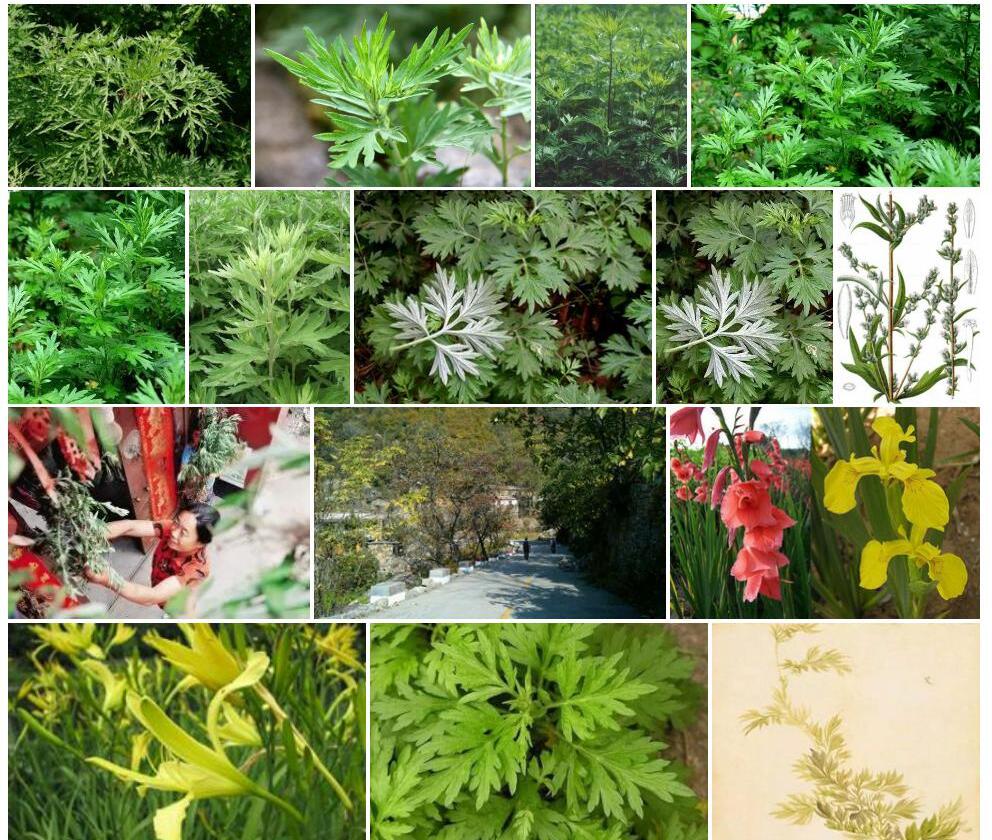 南艾蒿照片和图片/