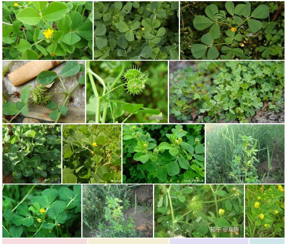 南苜蓿照片和图片/