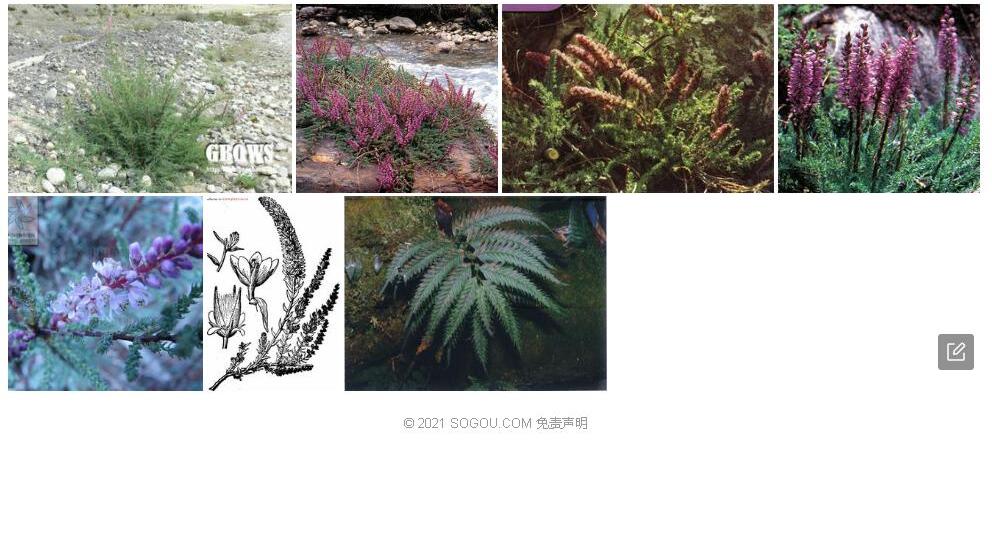 卧生水柏枝照片和图片/
