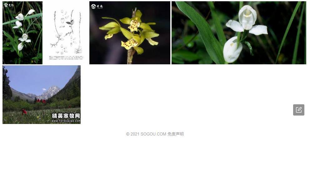 卧龙斑叶兰照片和图片/