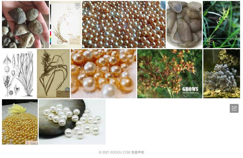 印尼珍珠茅照片和图片/