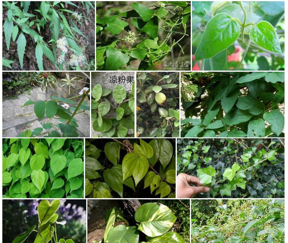 卵叶杯冠藤照片和图片/