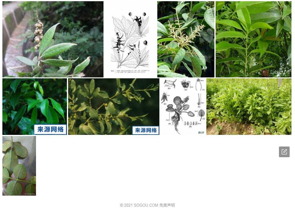 卵叶柯照片和图片/