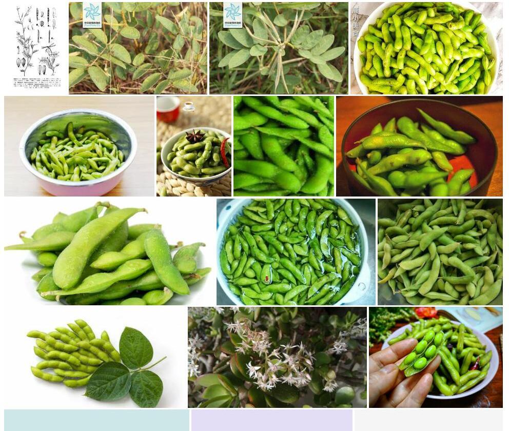 卵叶灰毛豆照片和图片/