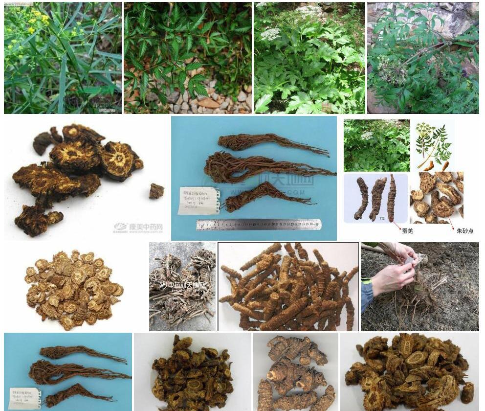 卵叶羌活照片和图片/