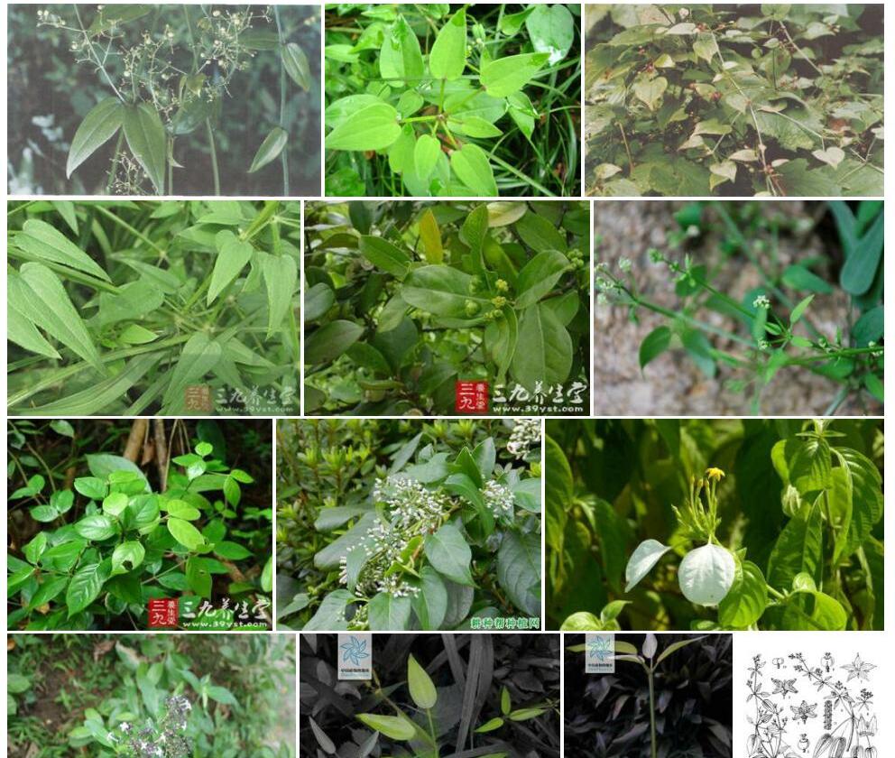 卵叶茜草照片和图片/
