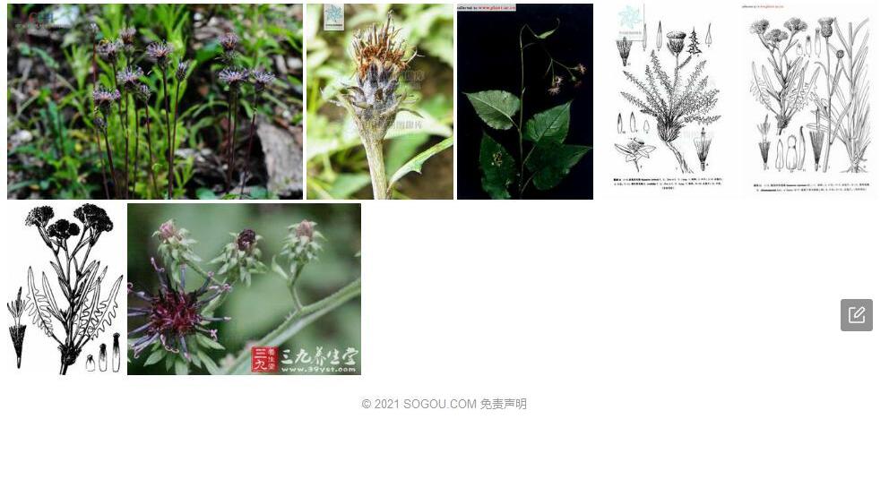 卵叶风毛菊照片和图片/