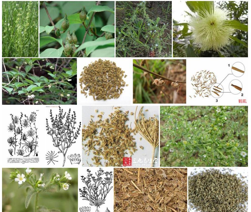 卵果鹤虱照片和图片/