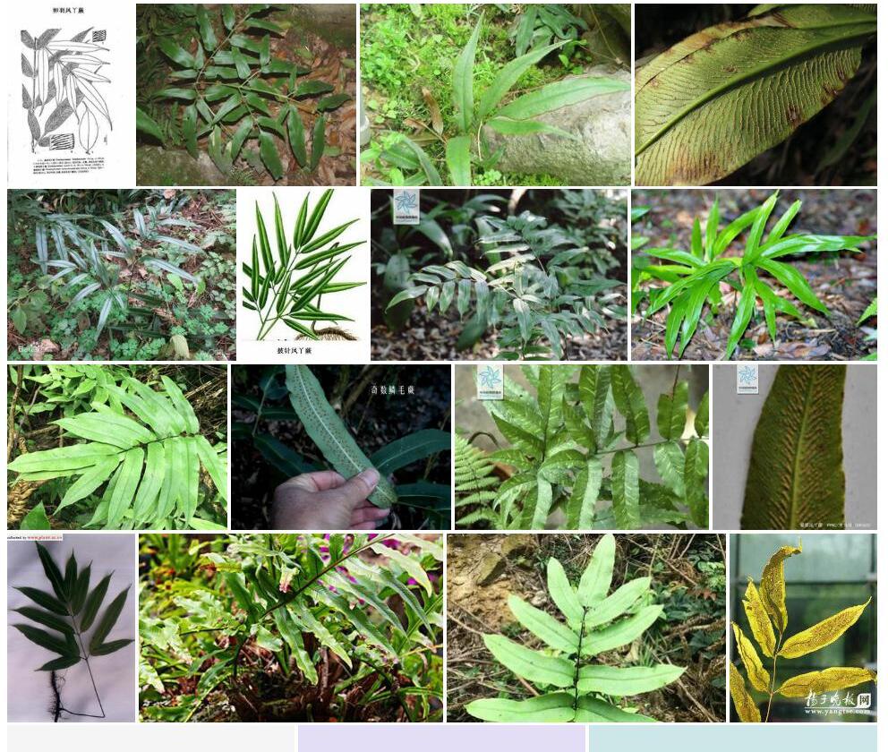 卵羽凤丫蕨照片和图片/