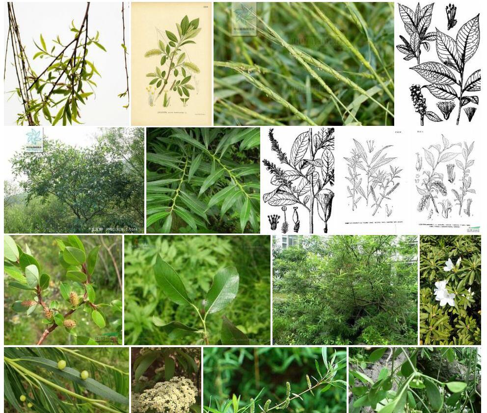 卵苞五蕊柳照片和图片/