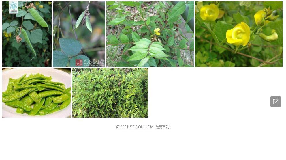 卷圈野扁豆照片和图片/