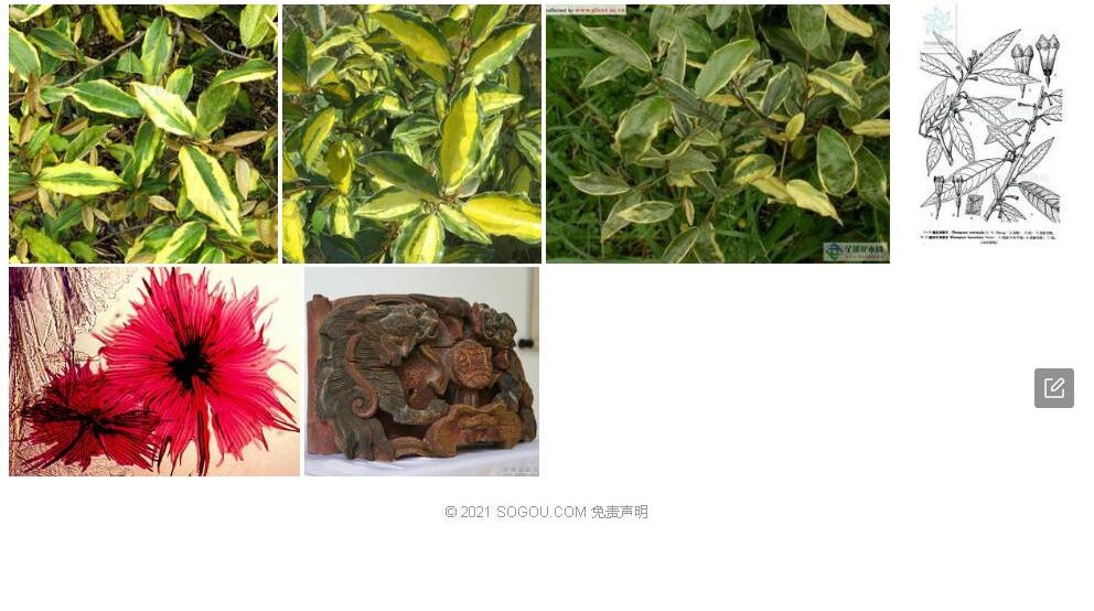 卷柱胡颓子照片和图片/