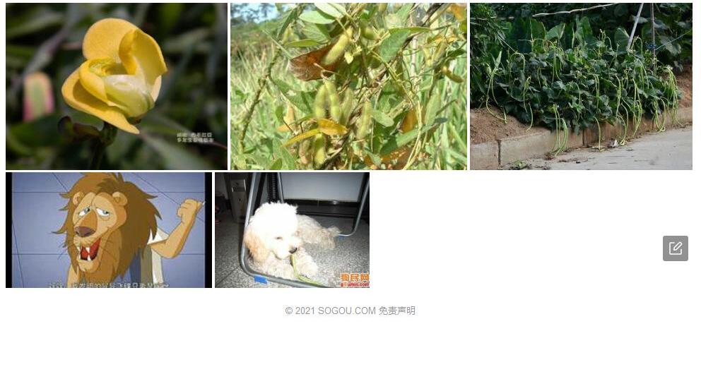 卷毛豇豆照片和图片/