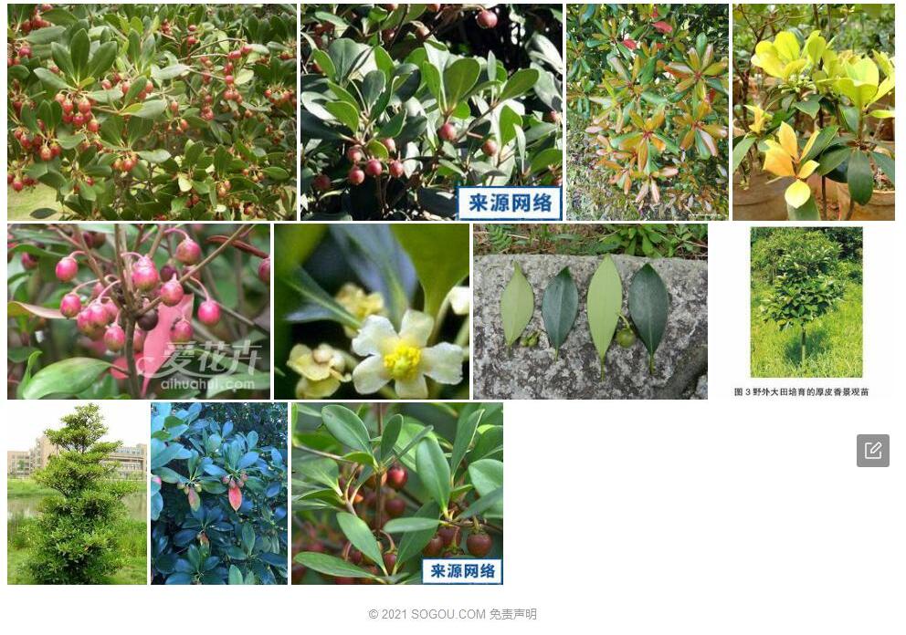 厚叶厚皮香照片和图片/