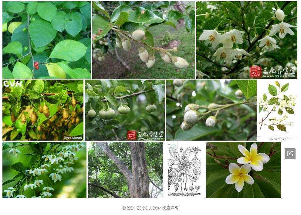 厚叶安息香照片和图片/