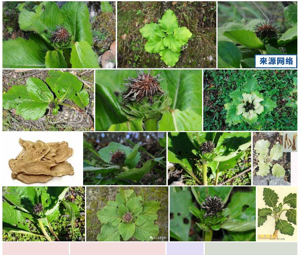 厚叶川木香照片和图片/