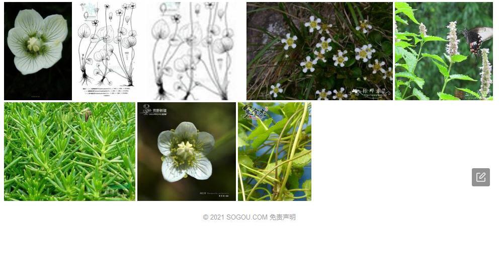 厚叶梅花草照片和图片/