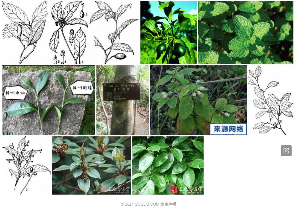 厚叶琼楠照片和图片/