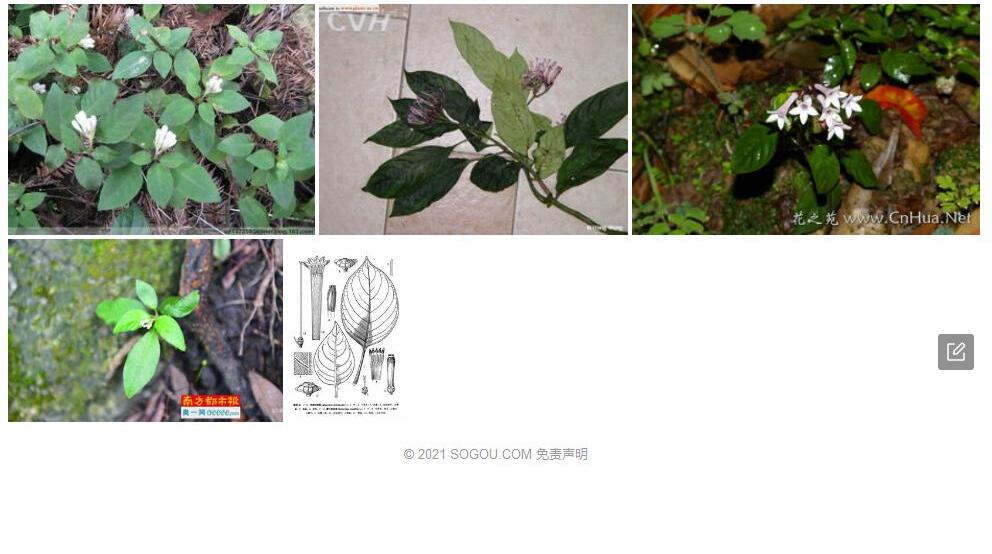 厚叶蛇根草照片和图片/