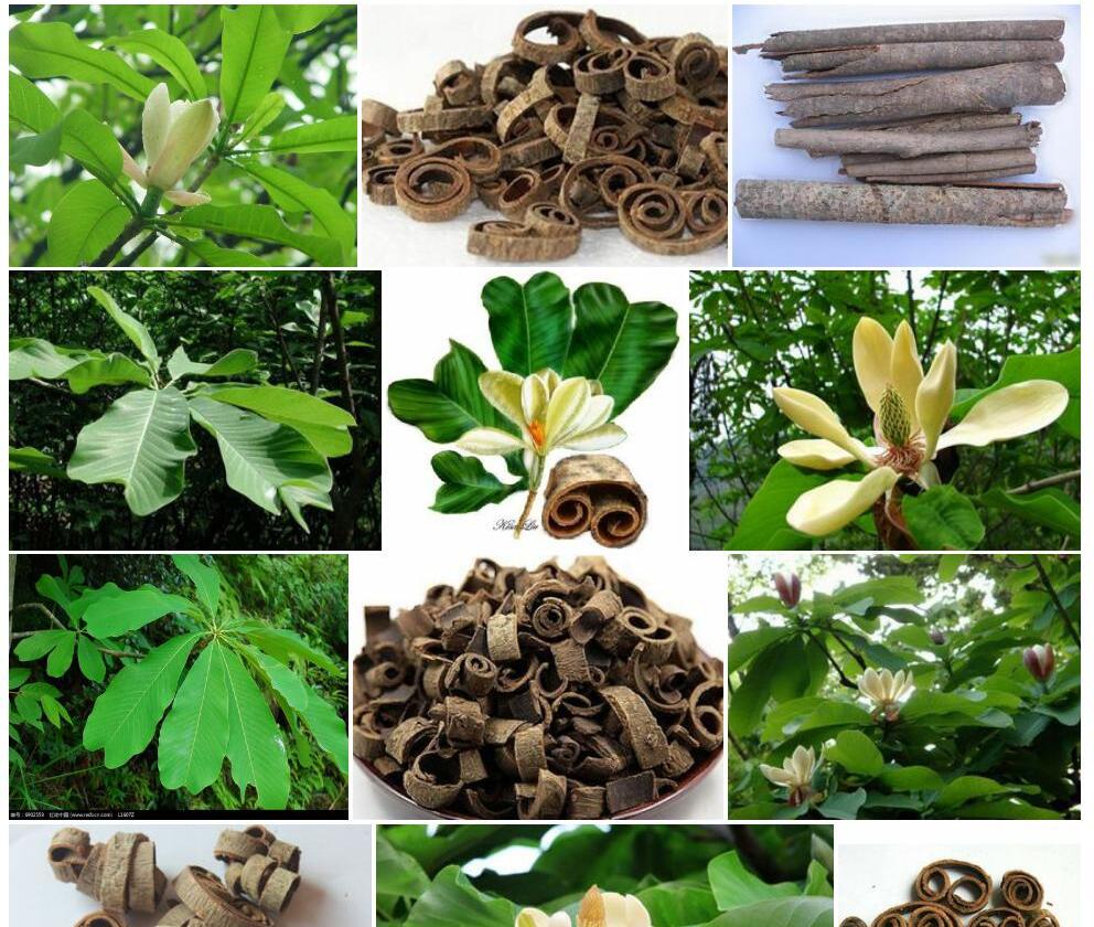 厚朴照片和图片/
