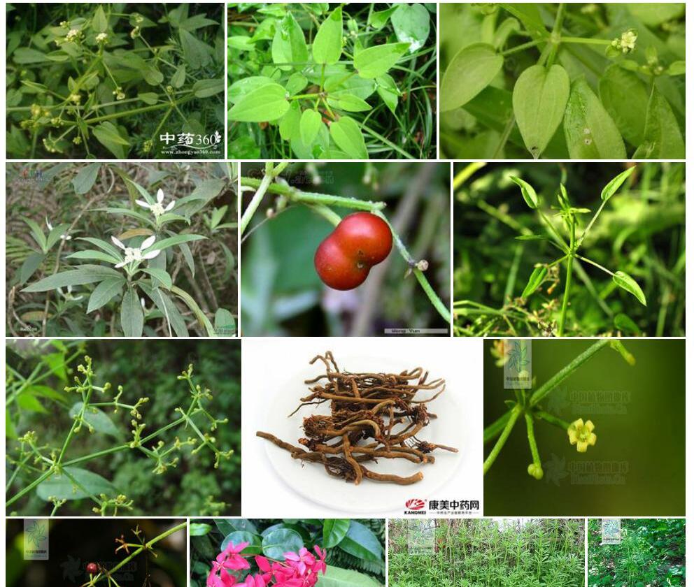厚柄茜草照片和图片/