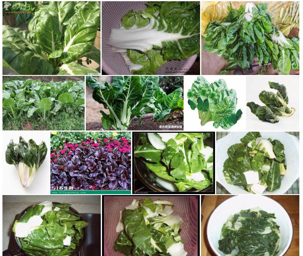 厚皮菜照片和图片/