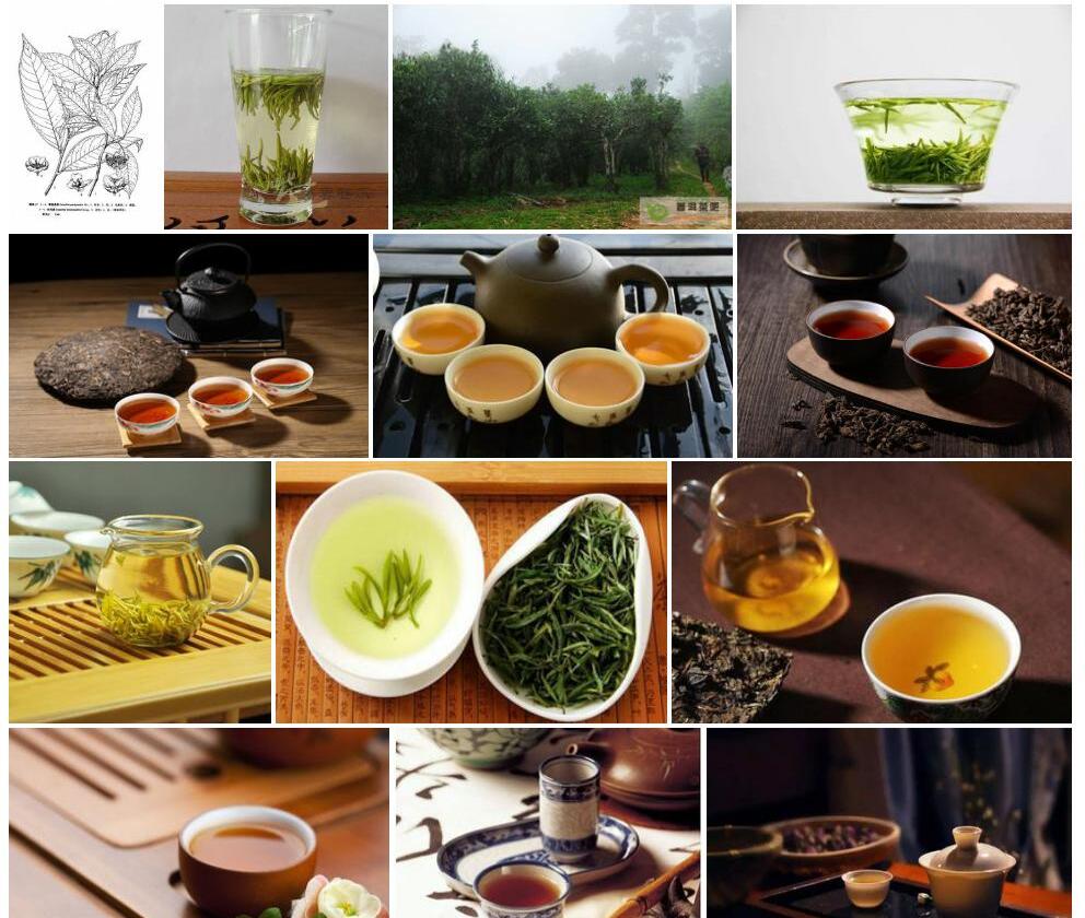厚短蕊茶照片和图片/