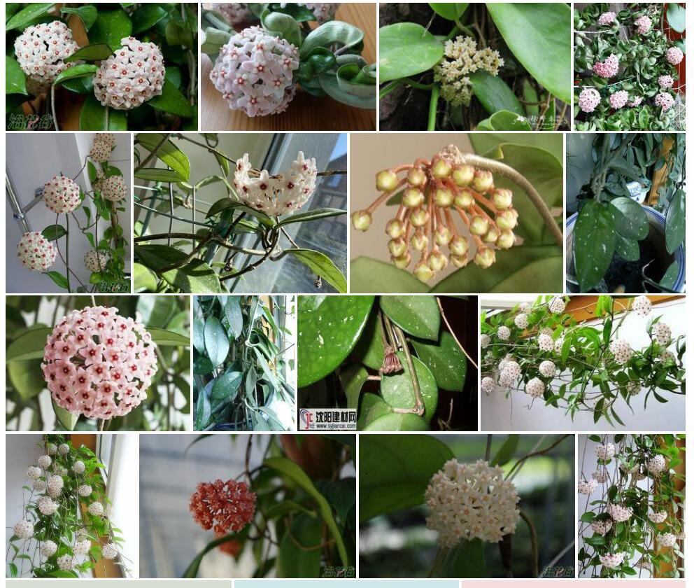 厚花球兰照片和图片/